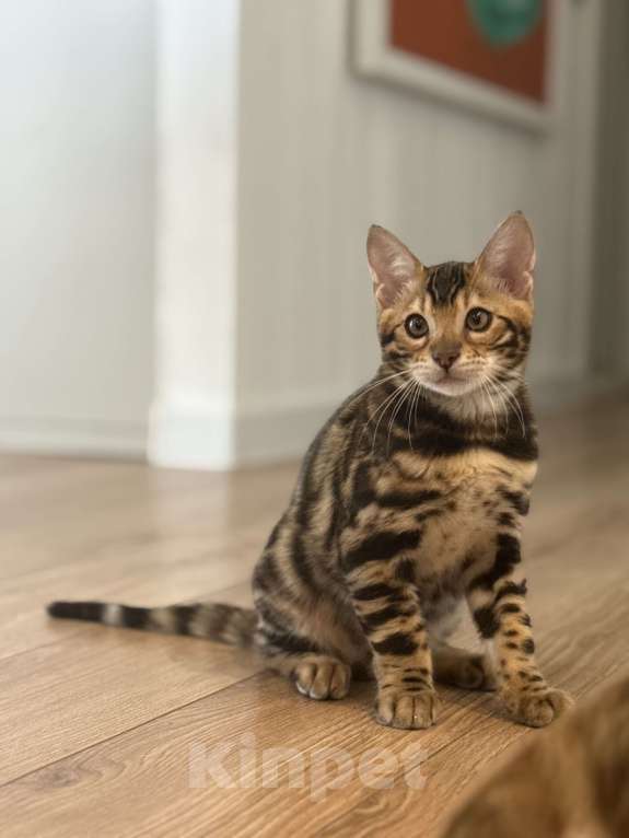 Кошки в Пскове: Гоча Мальчик, 45 000 руб. - фото 3