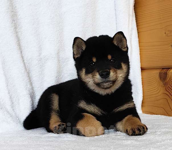 Собаки в Москве: Сиба ину. Мальчик Мальчик, 50 000 руб. - фото 7