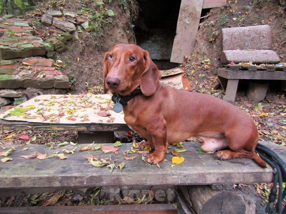 Собаки в Подольске: Предлагаю для вязки кобеля таксы стандартеой гладкошерстнойй Мальчик, 8 000 руб. - фото 10