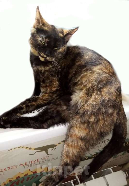 Кошки в Воронеже: Помогите найти кошечку! Девочка, 2 000 руб. - фото 2