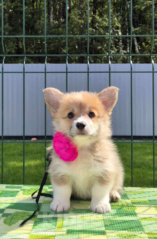 Собаки в других городах Ленинградской области: Лучшие Щенки вельш корги пемброк Девочка, 90 000 руб. - фото 2