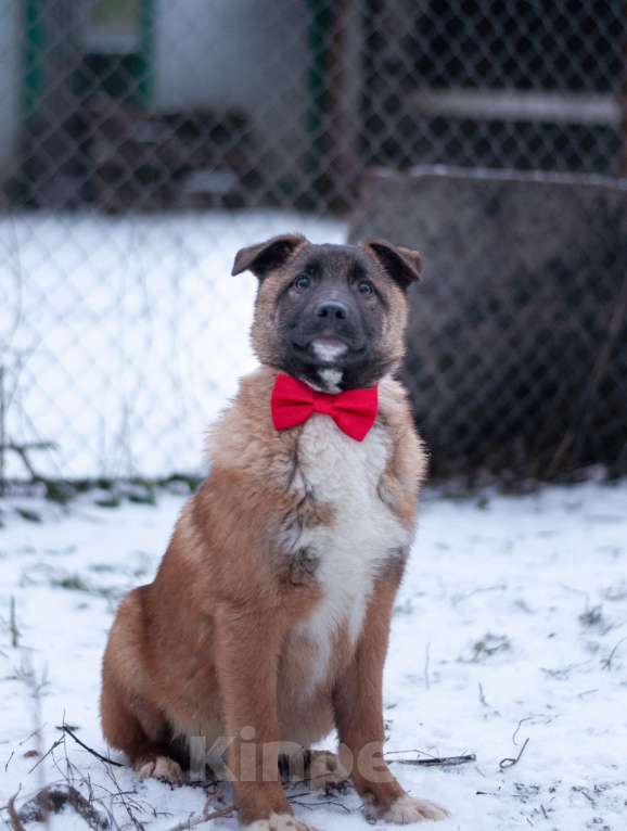Собаки в Ногинске: Сыночка корзиночка с умнейшими задатками малинуа, харизмой бульдога, отважностью пантеры! Мальчик, Бесплатно - фото 1