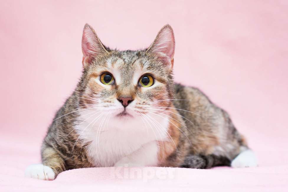 Кошки в Москве: Цвета пыльной розы Девочка, Бесплатно - фото 2