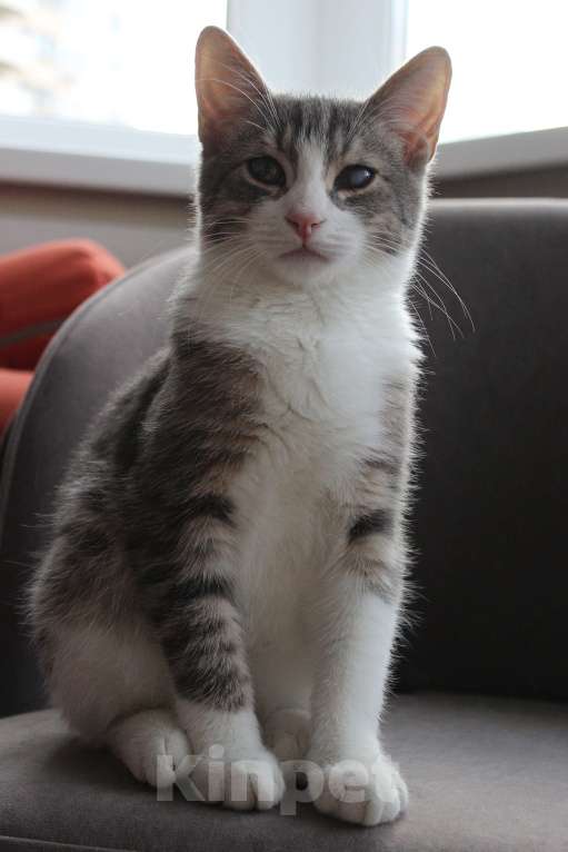 Кошки в Красногорске: Ищем дом Марсику! Мальчик, Бесплатно - фото 5