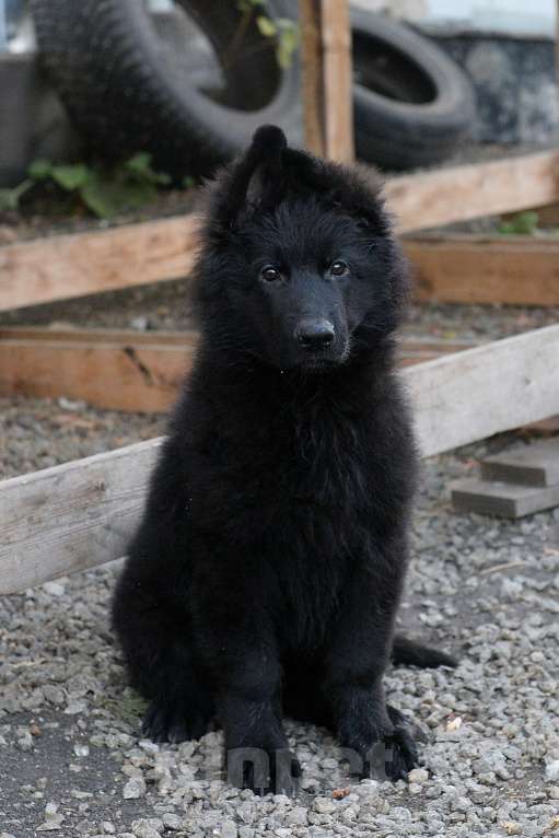 Собаки в Челябинске: В продаже щенки  немецкой овчарки, 20 000 руб. - фото 3