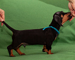 Собаки в Твери: Мальчик синяя лента Мальчик, 45 000 руб. - фото 3