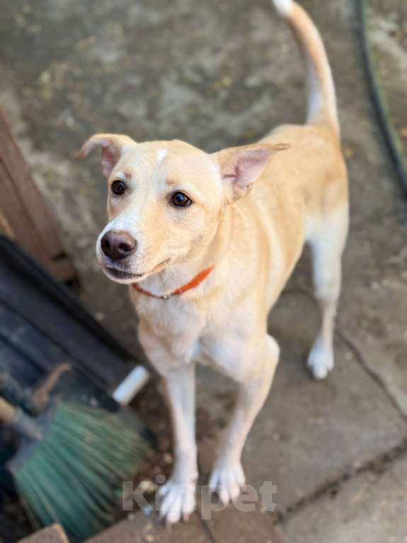 Собаки в Москве: Щенок Мими нежная крошка Девочка, Бесплатно - фото 3