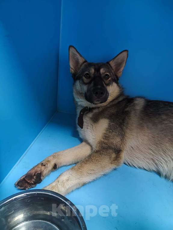 Собаки в Москве: Арья. Умная собака на выпуск на улицу Девочка, Бесплатно - фото 4