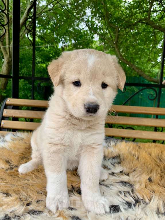 Собаки в других городах Московской области: Метис Хаски, девочка! Девочка, 10 руб. - фото 2