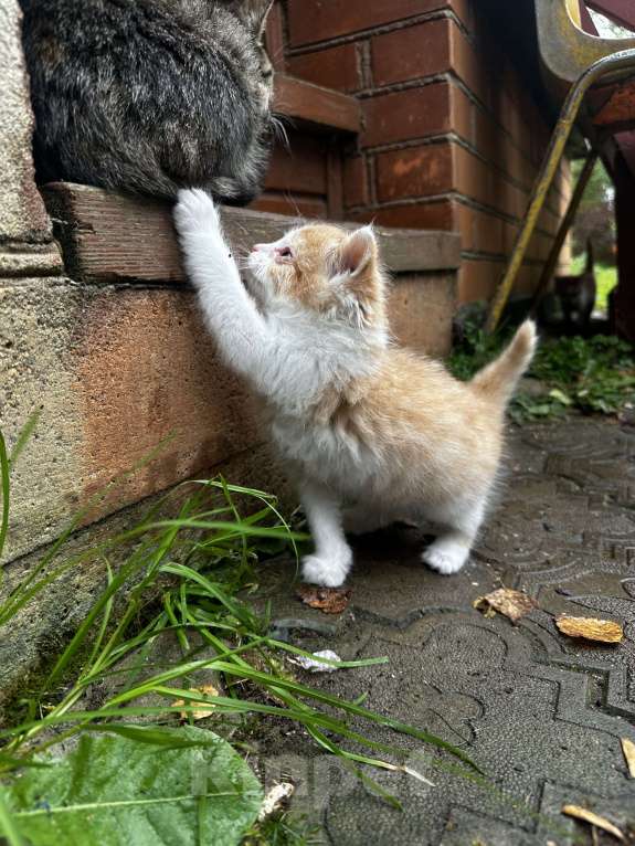 Кошки в Москве: Котенок мальчик  Мальчик, Бесплатно - фото 2
