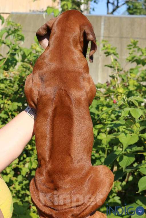 Собаки в Санкт-Петербурге: Щенок родезийского риджбека. Породный питомник. Девочка, 70 000 руб. - фото 5