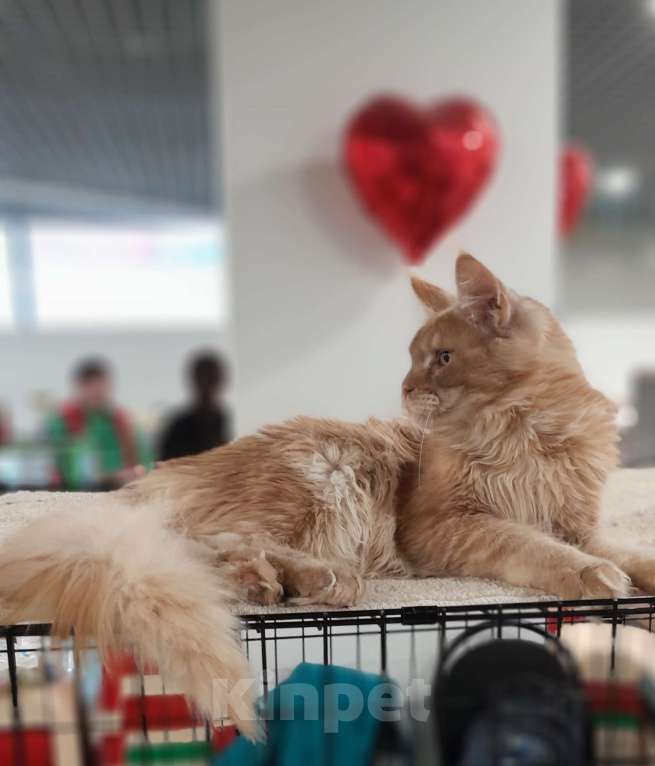 Кошки в Москве: Мейн-кун мальчик Мальчик, 80 000 руб. - фото 7