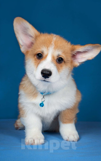 Собаки в Москве: Предлагаю  щенка корги Мальчик, 60 000 руб. - фото 4