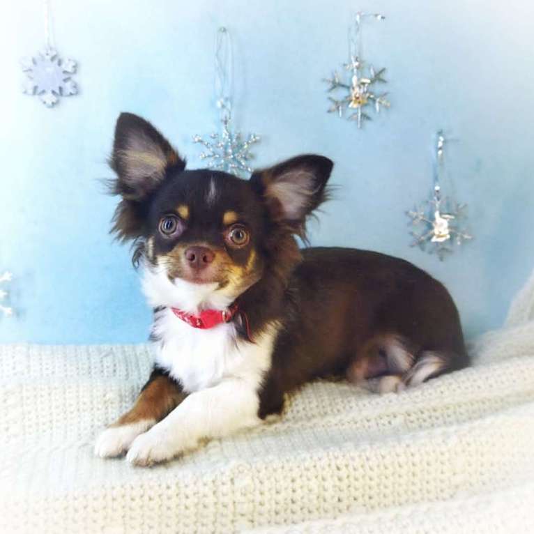 Собаки в Санкт-Петербурге: Щенок чихуахуа мальчик  Мальчик, 75 000 руб. - фото 5