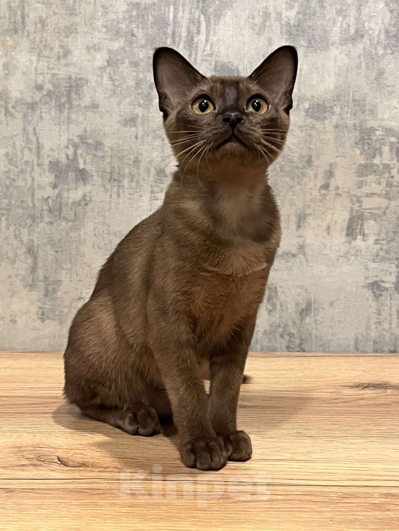 Кошки в Казани: Европейская бурма Девочка, 80 000 руб. - фото 2