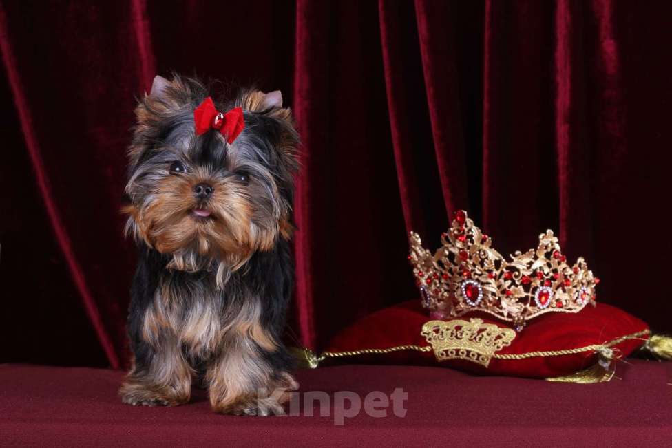 Собаки в Москве: Йоркширский терьер, мини, беби-фейс. Мерседес Девочка, 150 000 руб. - фото 1