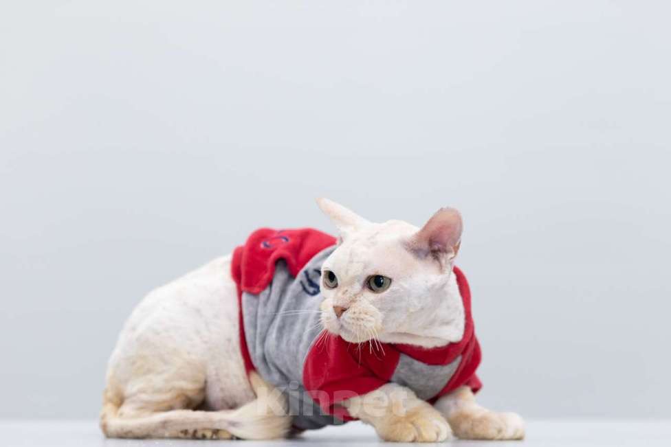 Кошки в Москве: Дорофей Мальчик, Бесплатно - фото 2