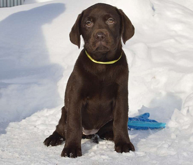 Шоколадные малыши лабрадора из племенного питомника