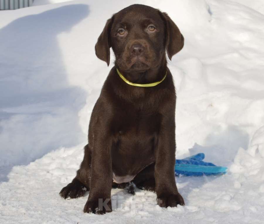 Собаки в Великом Новгороде: Шоколадные малыши лабрадора из племенного питомника Мальчик, 70 000 руб. - фото 1