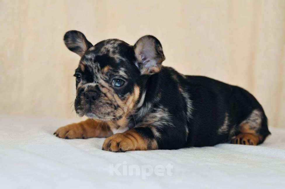 Собаки в Москве: Девочка чёрный мерле тан Девочка, Бесплатно - фото 3