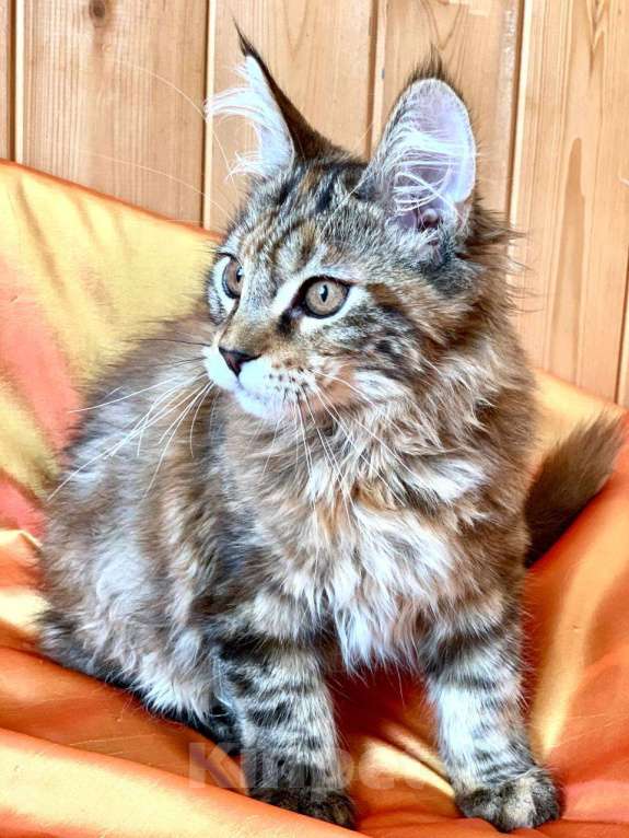 Кошки в Челябинске: КОТЕНОК МЕЙН-КУН ДЕВОЧКА Девочка, Бесплатно - фото 3