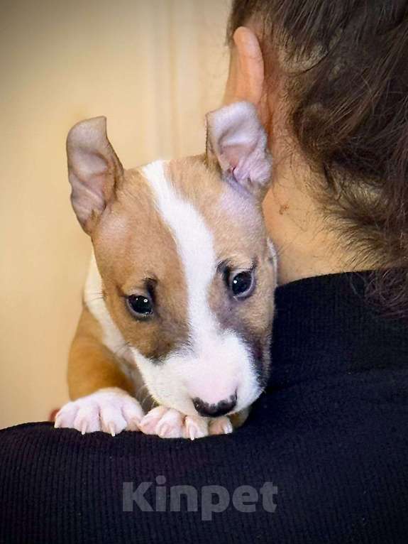 Собаки в Нижнем Новгороде: Великолепные щенки минибультерьера Мальчик, Бесплатно - фото 1
