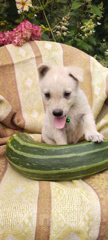Собаки в Балашихе: щенок в добрые руки Мальчик, Бесплатно - фото 2