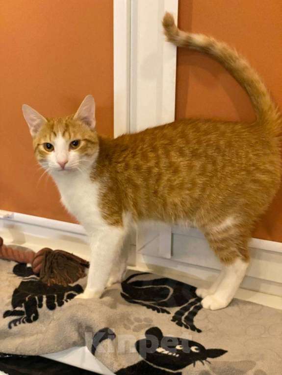 Кошки в Санкт-Петербурге: Ласковый мальчик в добрые руки Мальчик, Бесплатно - фото 2