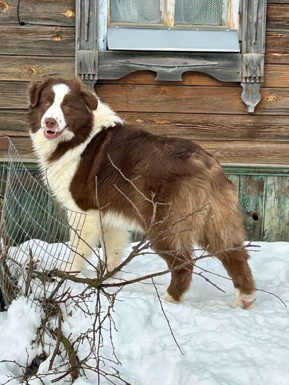 Собаки в других городах Владимирской области: щенок австралийской овчарки Девочка, 90 000 руб. - фото 3