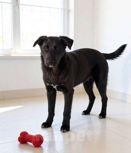 Собаки в Москве: Ричард и Сеня, добрые, умные, контактные щенки-подростки ищут дом Мальчик, Бесплатно - фото 2