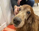 Собаки в Ногинске: Найдена собака Мальчик, Бесплатно - фото 8