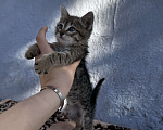 Кошки в Волгограде: Отдам котят в добрые руки Мальчик, Бесплатно - фото 3