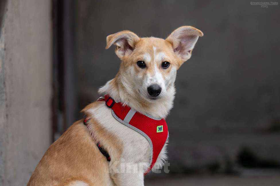 Собаки в Москве: Манго - вкусное имя для сладкого псыночки Мальчик, Бесплатно - фото 7