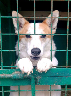 Объявление: Лисена, Бесплатно, Москва