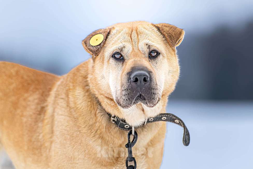 Собаки в Клине: Зоя — самостоятельная собачка Девочка, Бесплатно - фото 9