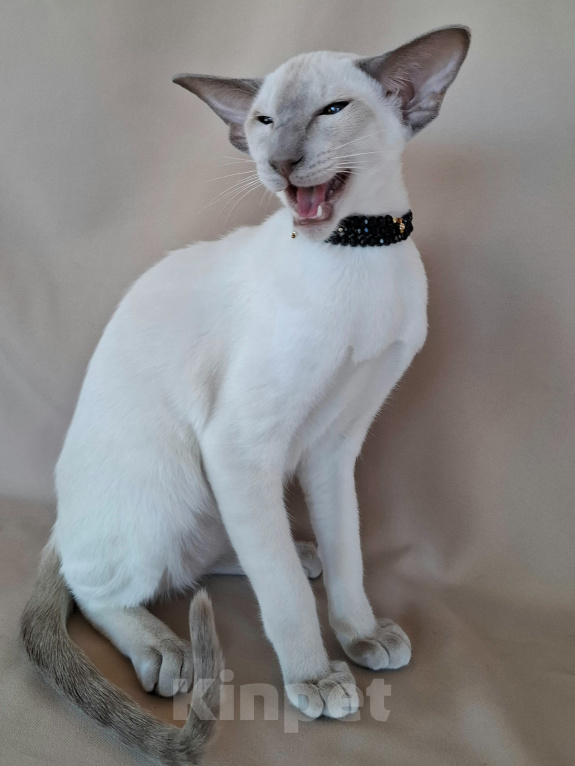 Кошки в Мурманске: Ориентальные котята 😺 Девочка, 40 000 руб. - фото 1