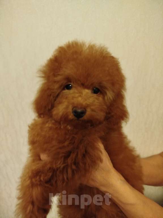 Собаки в Москве: Той-пудель щенок Мальчик, 120 000 руб. - фото 2