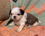 Собаки в Санкт-Петербурге: Обаятельная девочка ши тцу  Девочка, 40 000 руб. - фото 4