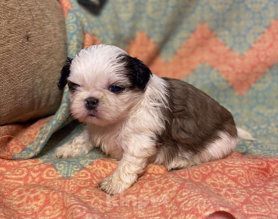 Собаки в Санкт-Петербурге: Обаятельная девочка ши тцу  Девочка, 40 000 руб. - фото 4