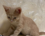 Кошки в Самаре: Котёнок пудра Мальчик, Бесплатно - фото 3