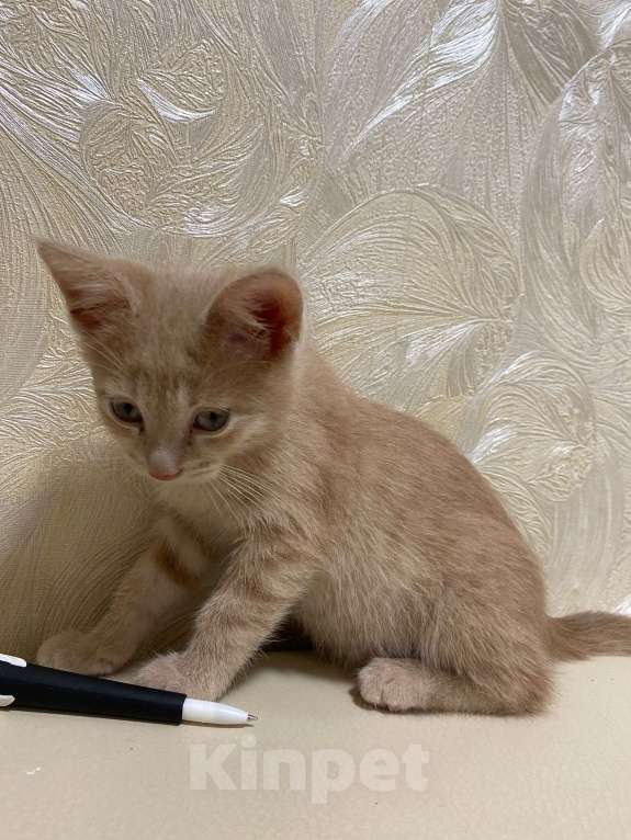 Кошки в Самаре: Котёнок пудра Мальчик, Бесплатно - фото 3