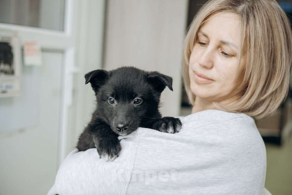 Собаки в Москве: Щенки бесплатно в Москве Мальчик, Бесплатно - фото 10