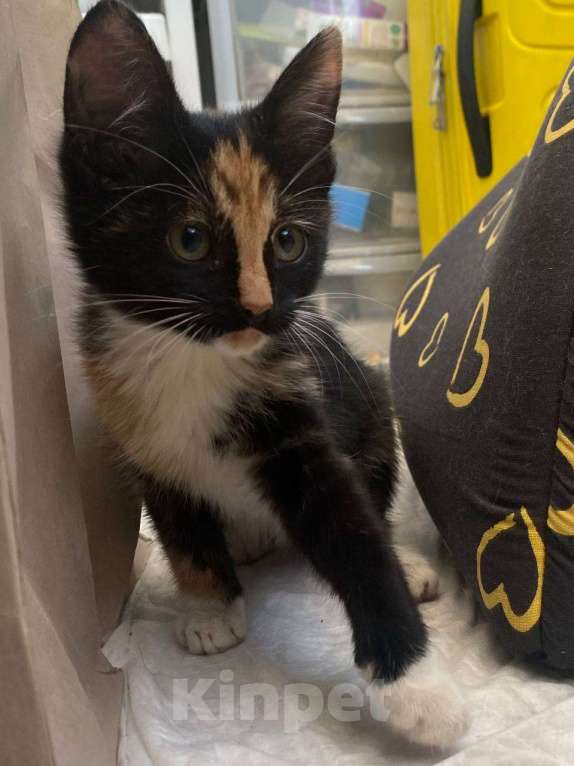 Кошки в Москве: Ищу дом Девочка, Бесплатно - фото 3