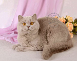 Кошки в Санкт-Петербурге: Британская кошечка теплого лилового окраса Девочка, 10 000 руб. - фото 2