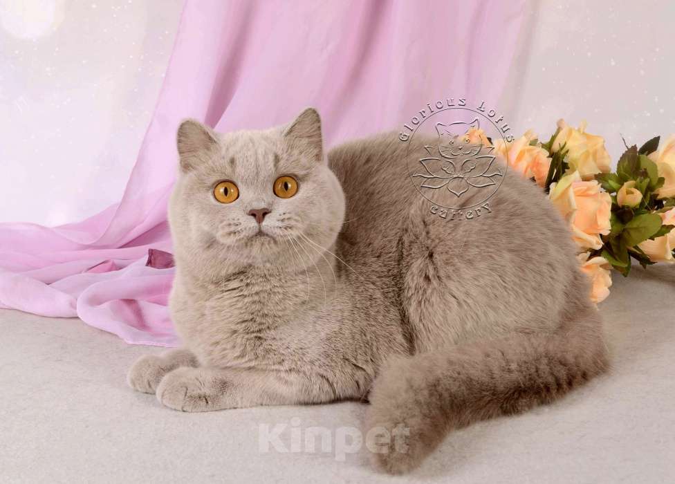 Кошки в Санкт-Петербурге: Британская кошечка теплого лилового окраса Девочка, 10 000 руб. - фото 2
