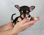Собаки в Москве: Чихуахуа щенок продажа Мальчик, 65 000 руб. - фото 1