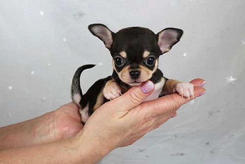 Чихуахуа щенок продажа