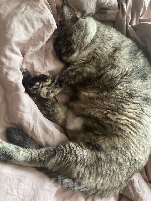 Кошки в Москве: Отдам кошку в добрые руки Девочка, Бесплатно - фото 2