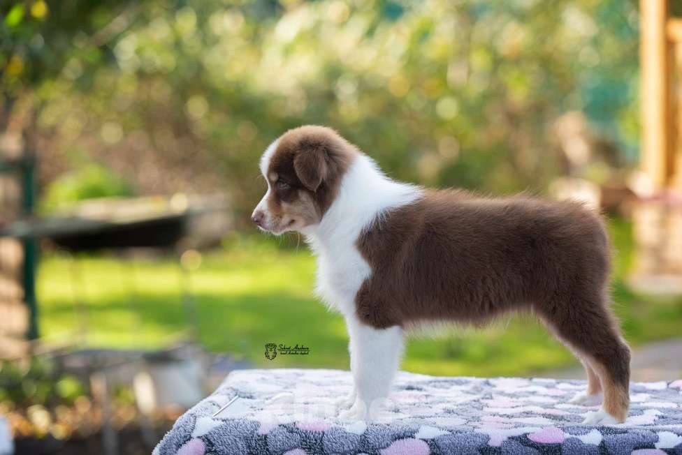 Собаки в Москве: австралийская овчарка аусси Мальчик, 60 000 руб. - фото 10