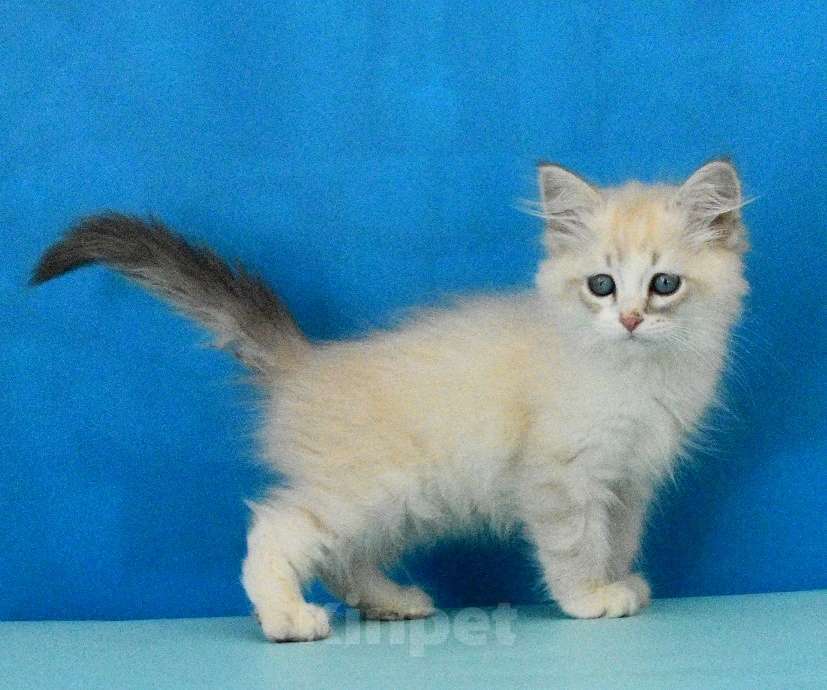 Кошки в Москве: Невский маскарадный котик Мальчик, Бесплатно - фото 2